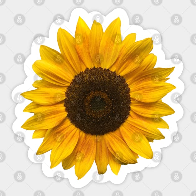 Sunflower (Flower / Blossom / Sun) Sticker by MrFaulbaum